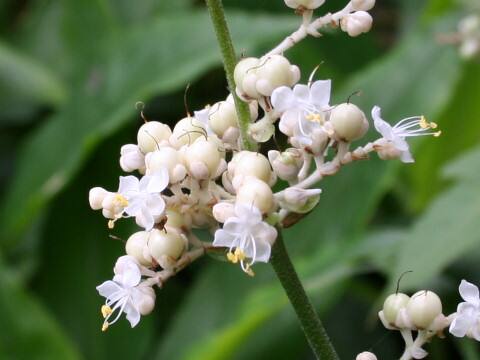 Pollia japonica