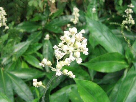 Pollia japonica