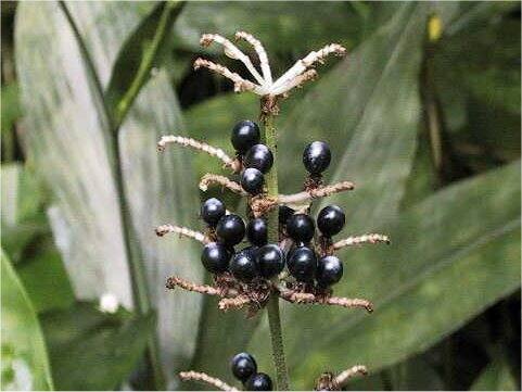 Pollia japonica