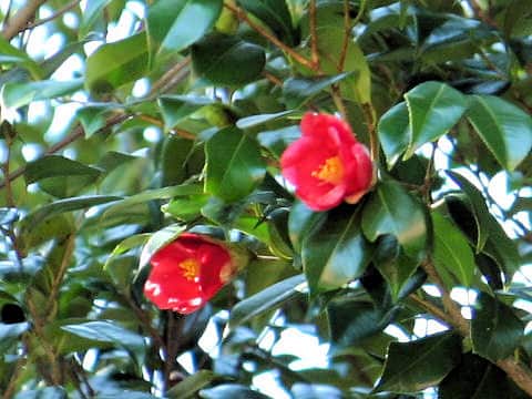 Camellia japonica