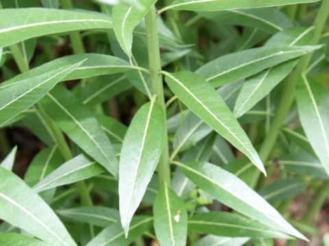 Amsonia tabernaemontana