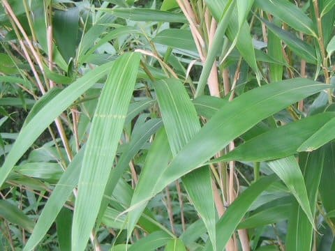 Pseudosasa japonica