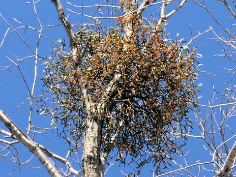 Viscum album ssp. coloratum