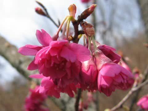 Prunus cerasoides var. campanulata cv.