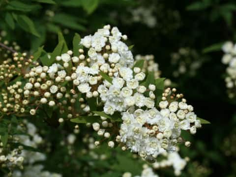 Spiraea cantoniensis var. plena