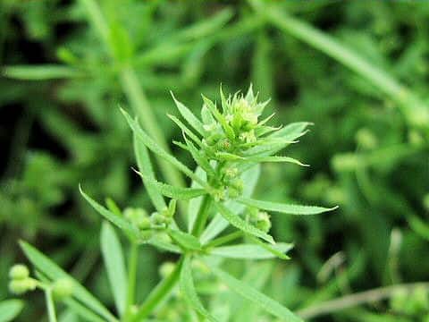 Galium spurium var. echinospermon