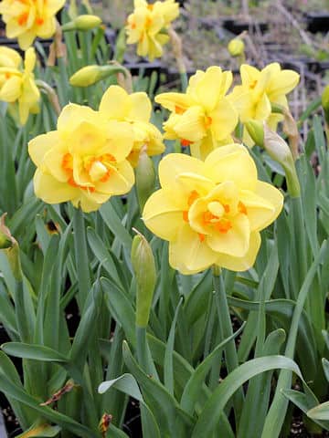 Narcissus cv. Tahiti
