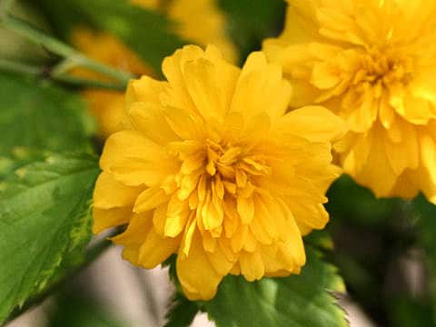 Kerria japonica f. plena