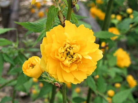 Kerria japonica f. plena