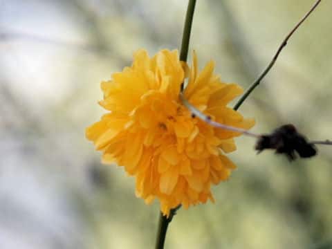Kerria japonica f. plena