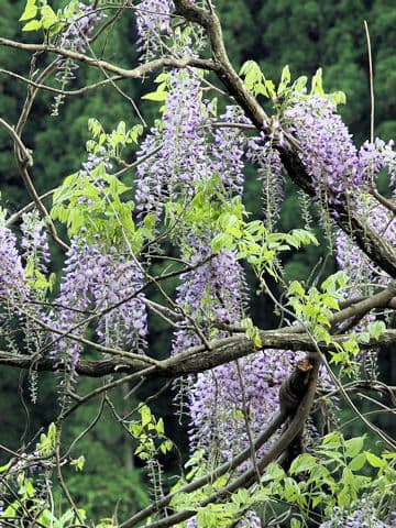 Wisteria brachbotrys