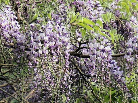 Wisteria brachbotrys