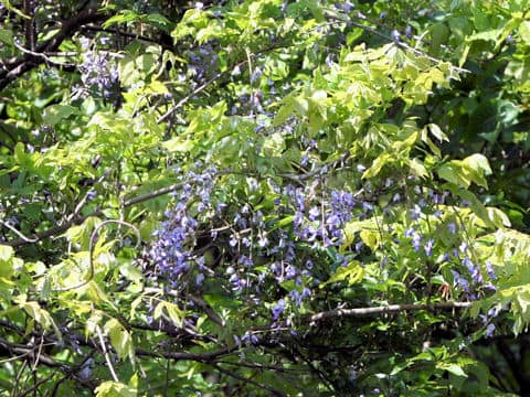 Wisteria brachbotrys