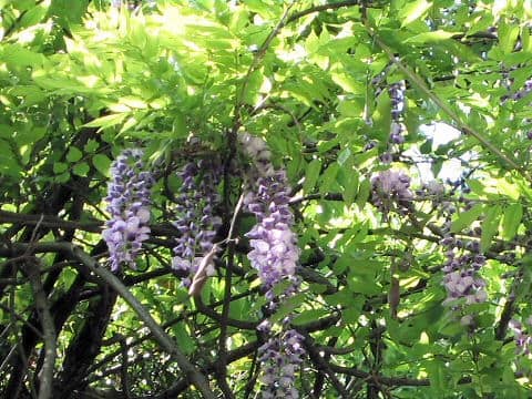 Wisteria brachbotrys