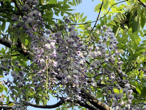 Wisteria brachbotrys