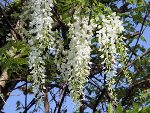 Wisteria brachbotrys cv. 花美短
