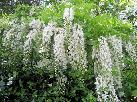 Wisteria brachbotrys cv. 花美短
