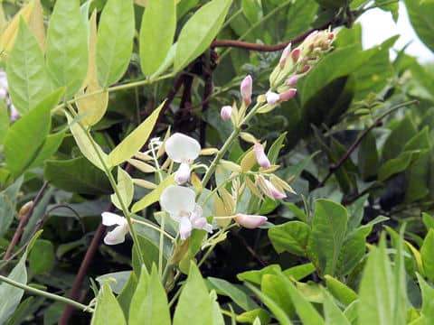 Wisteria brachbotrys cv. 花美短
