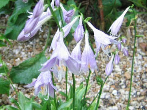 Hosta sieboldii f. spathulata