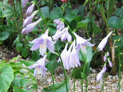 Hosta sieboldii f. spathulata