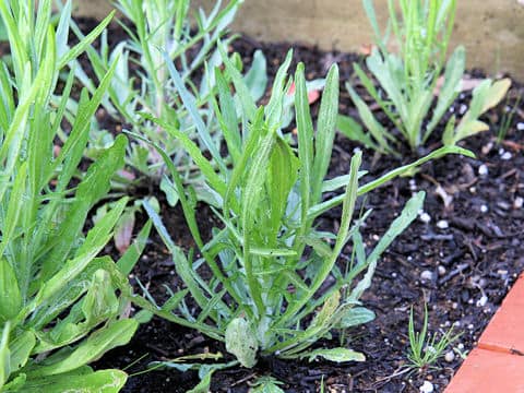 Centaurea cyanus