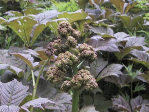 Rodgersia podophylla
