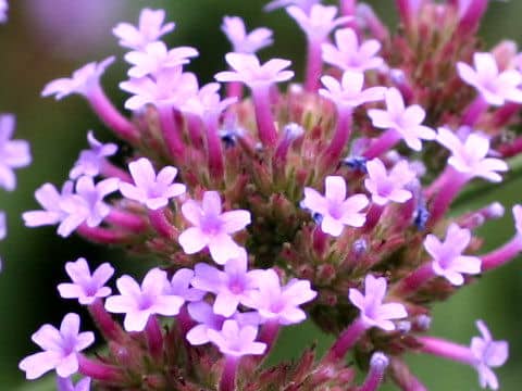 Verbena bonariensis