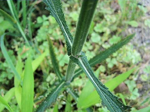 Verbena bonariensis