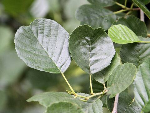 Alnus matsumurae