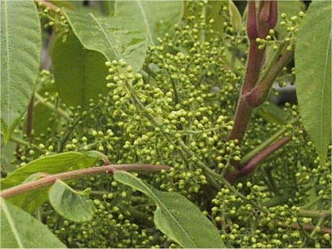 Rhus sylvestris