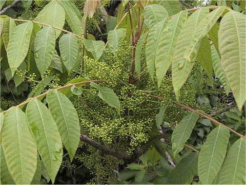Rhus sylvestris