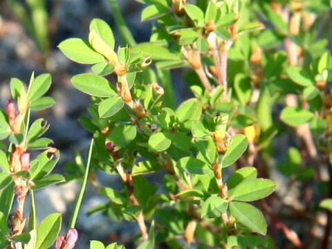 Kummerowia striata