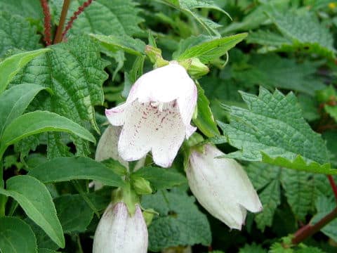 Campanula punctata var. hondoensis