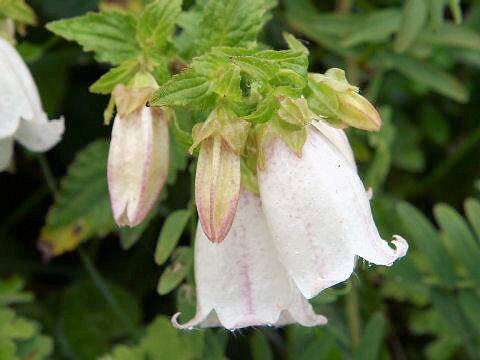 Campanula punctata var. hondoensis