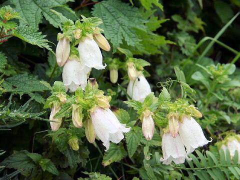 Campanula punctata var. hondoensis