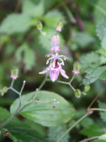 Tricyrtis macropoda