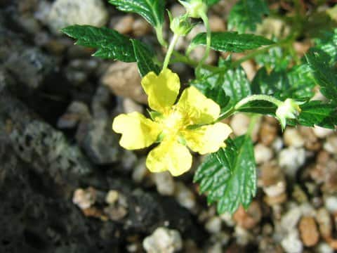 Potentilla sp.