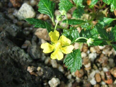 Potentilla sp.
