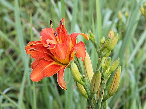 Hemerocallis fulva var. kwanso