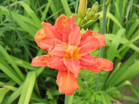 Hemerocallis fulva var. kwanso