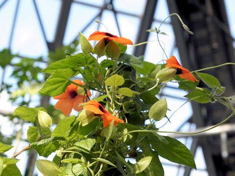 Thunbergia alata cv.