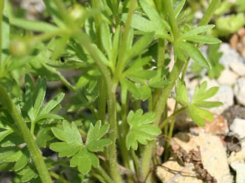 Ranunculus yatsugatakensis