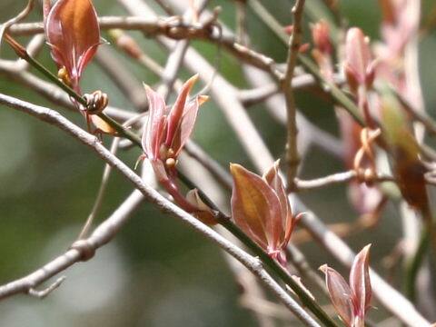 Lindera glauca
