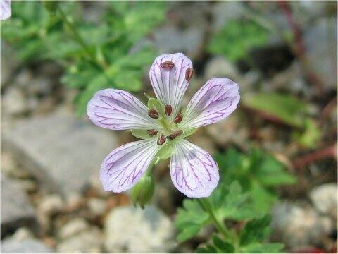 Geranium shikokianum var. yoshiianum
