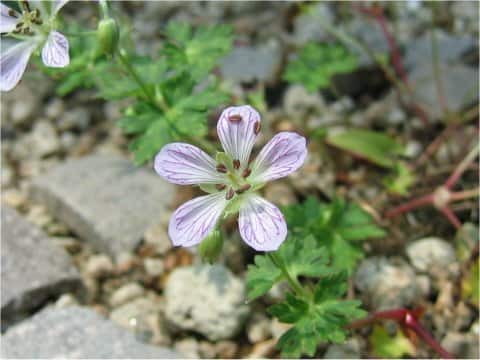 Geranium shikokianum var. yoshiianum