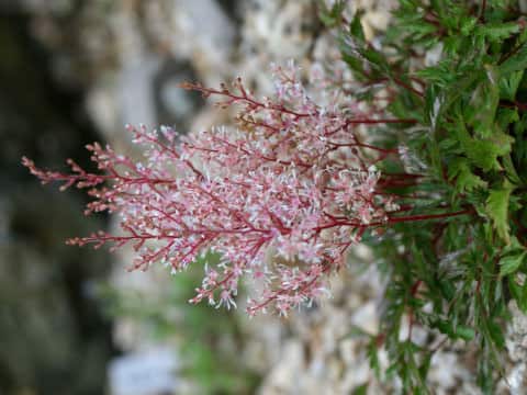 Astilbe thunbergii var. terrestris