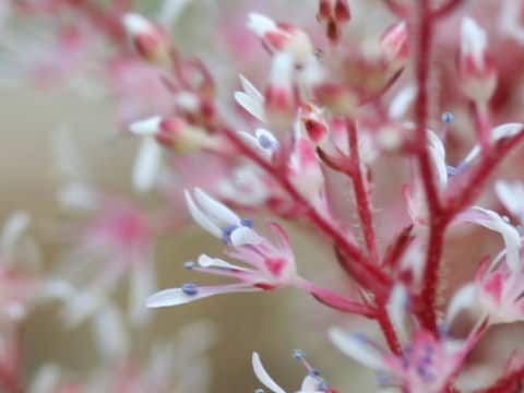 Astilbe thunbergii var. terrestris