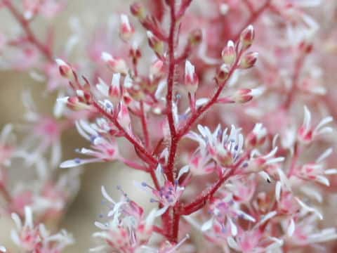Astilbe thunbergii var. terrestris