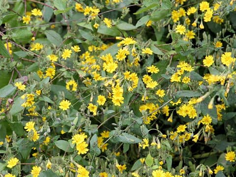 Youngia denticulata