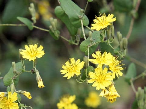 Youngia denticulata